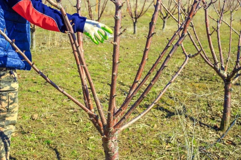 Do zasilenia drzew owocowych możemy skorzystać z naturalnych lub sztucznych nawozów