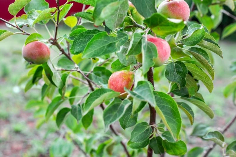Jak nawozić młode drzewka owocowe
