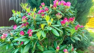 Delikatny system korzeniowy rododendronów sprawia, że reagują gwałtownie na wahania wilgotności czy zmiany składu gleby