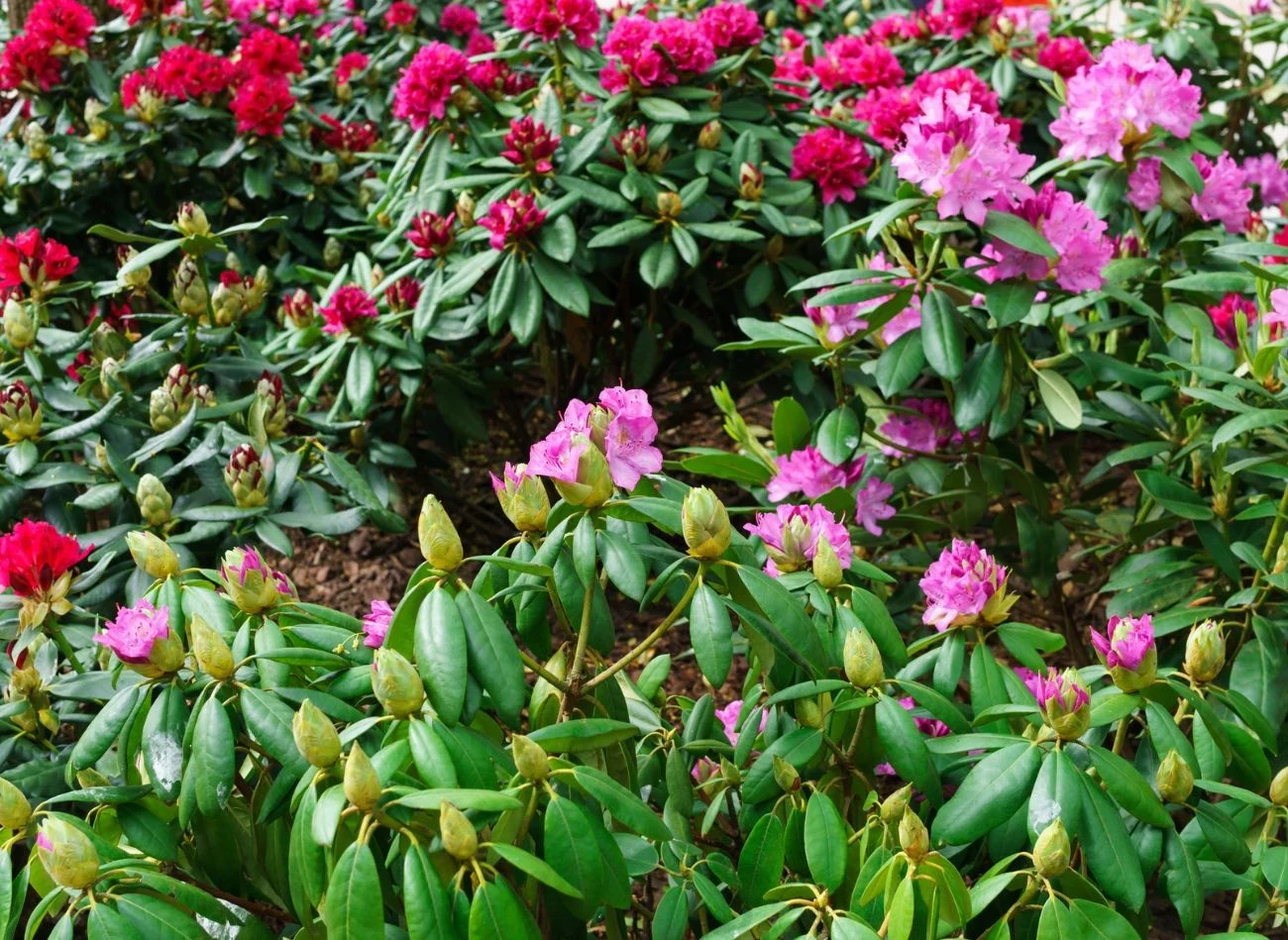 Podstawą sukcesu w uprawie rododendronów jest kwaśna, próchniczna gleba.
