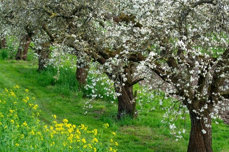 Stare drzewa owocowe również potrzebują zasilenia na wiosnę