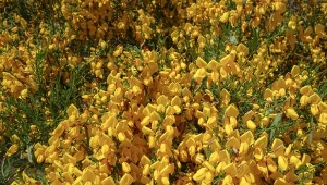 Janowiec lidyjski jest złotym krzewem o wielu zastosowaniach.