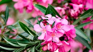 Mszyce oleandrowe  pojawiają się na młodych pędach i kwiatach, gdzie zaczynają żerować na sokach rośliny. Jak je zwalczyć?