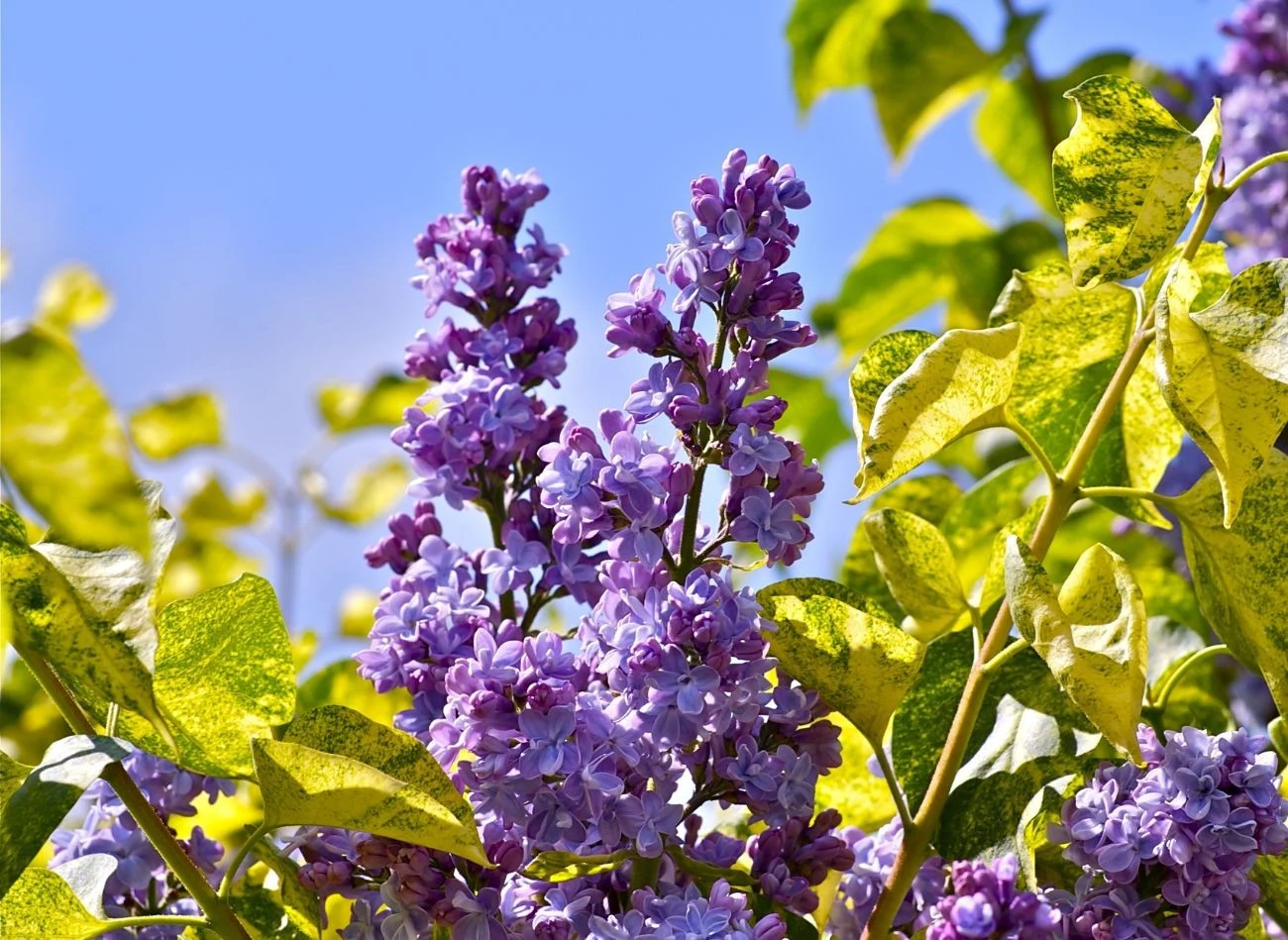 Najwięcej kwiatów bzu pojawia się na dwuletnich pędach