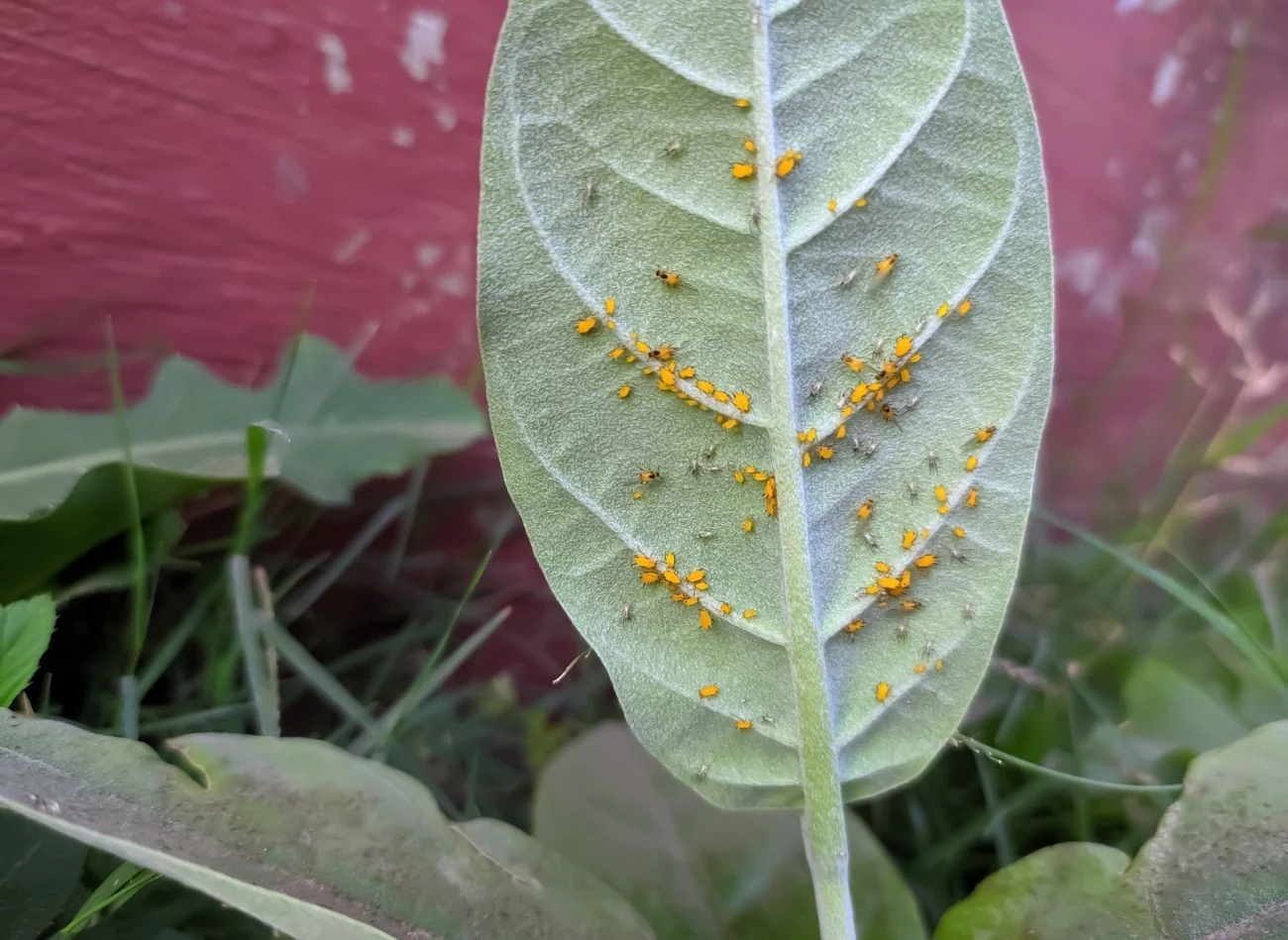 Mszyce oleandrowe można łatwo rozpoznać po ich charakterystycznym wyglądzie. Mają żółty kolor ciała.