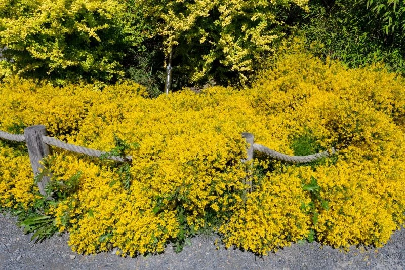 Uprawa janowca lidyjskiego jest bardzo prosta