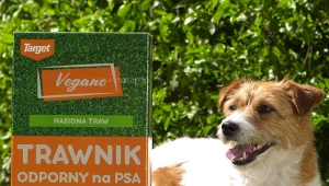 Trawnik odporny na psa – dla właścicieli czworonogów