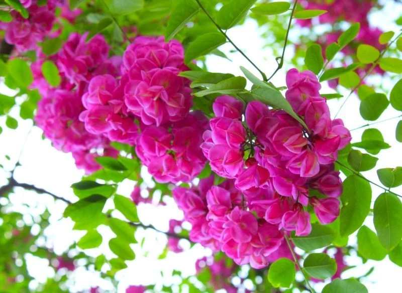 W trakcie kwitnienia nie sposób przeoczyć robinii szczeciniastej