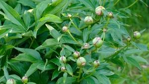 Przygotuj domową mieszankę na wzmocnienie i kwitnienie piwonii.