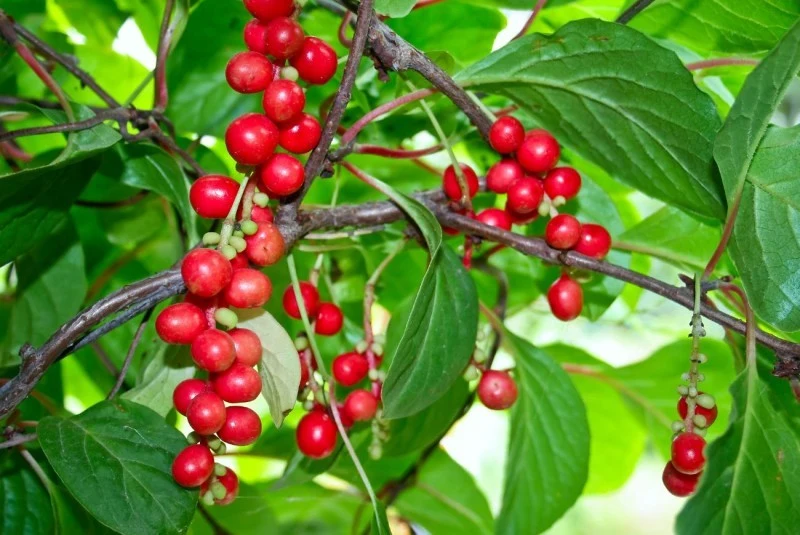 Cytryniec chiński można spożywać również na świeżo lub wykorzystywać w przetworach: dżemach, sokach, syropach czy konfiturach