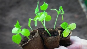 moczenie nasion ogórka przed siewem zapewnia szybsze kiełkowanie i równe wschody.