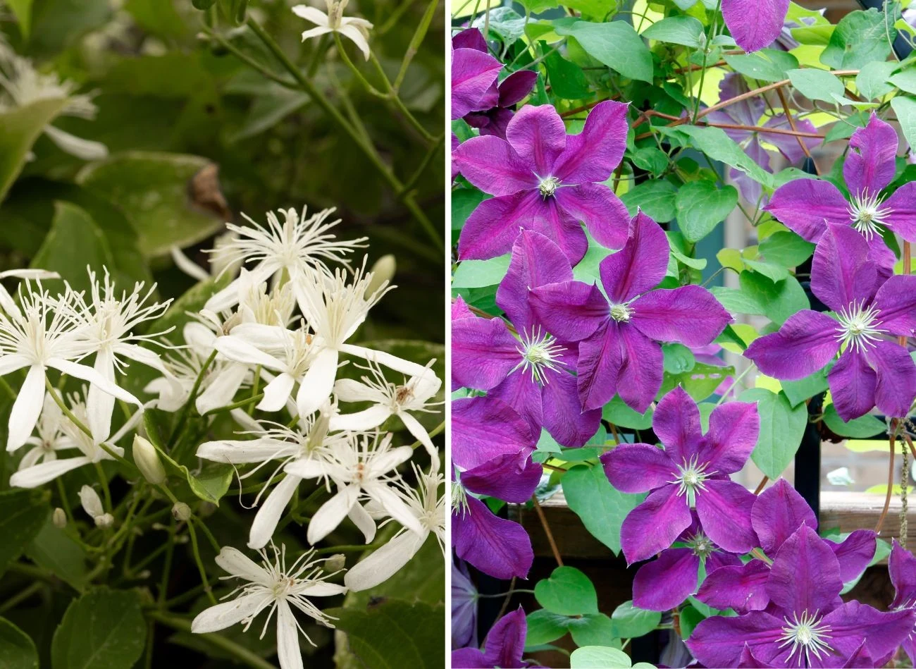 Długość i obfitość kwitnienia zależy od gatunku powojnika. Fot. Judy Darby/BambiD