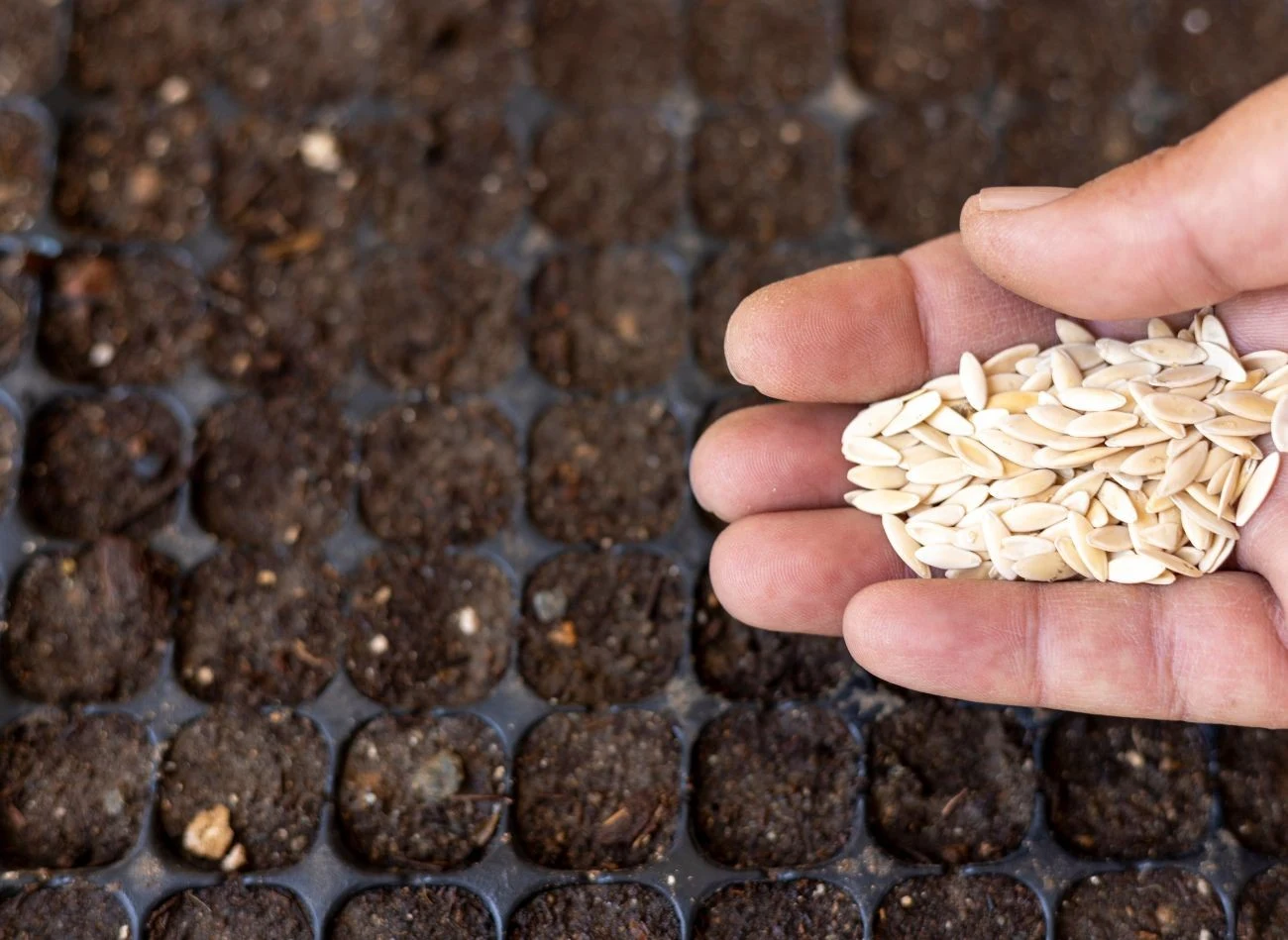 Nasiona ogórka przed wysiewem warto namoczyć w wodzie. Wykiełkuja znacznie szybciej.