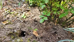 Nornica potrafi wyrządzić poważne szkody w ogrodzie. Jej aktywność niszczy korzenie roślin./Deccoria.pl