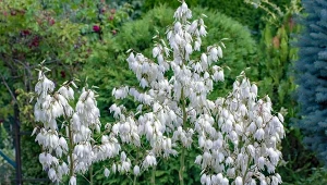 Odżywia i wzmacnia jukę ogrodową. Przygotuj, by okazale kwitła latem