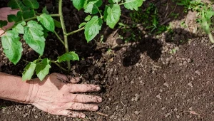 Przed posadzeniem pomidory wymagają hartowania. Jak prawidłowo to zrobić?