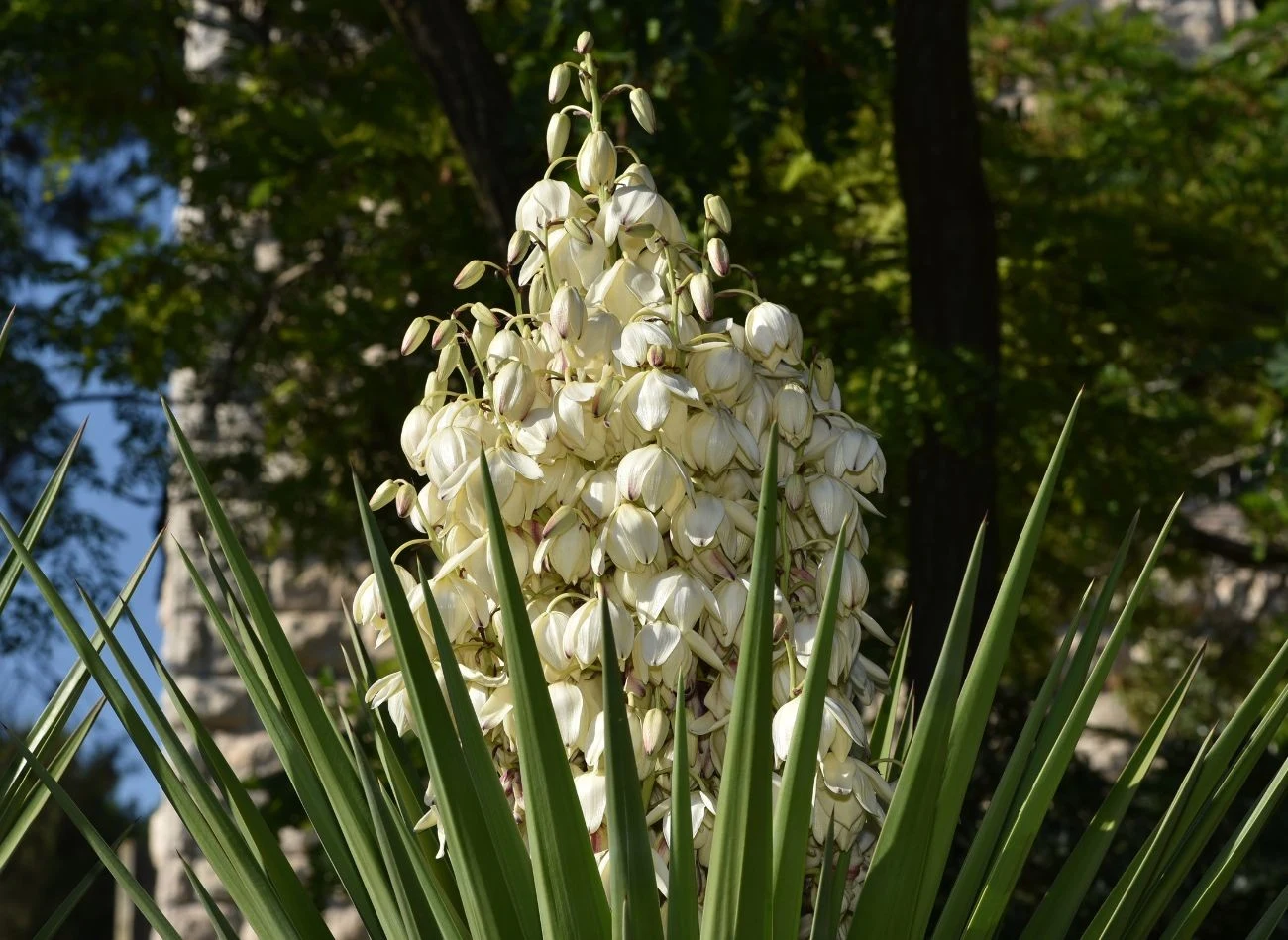 Juka ogrodowa kwitnie bardzo obficie, ale nie jest wymagająca