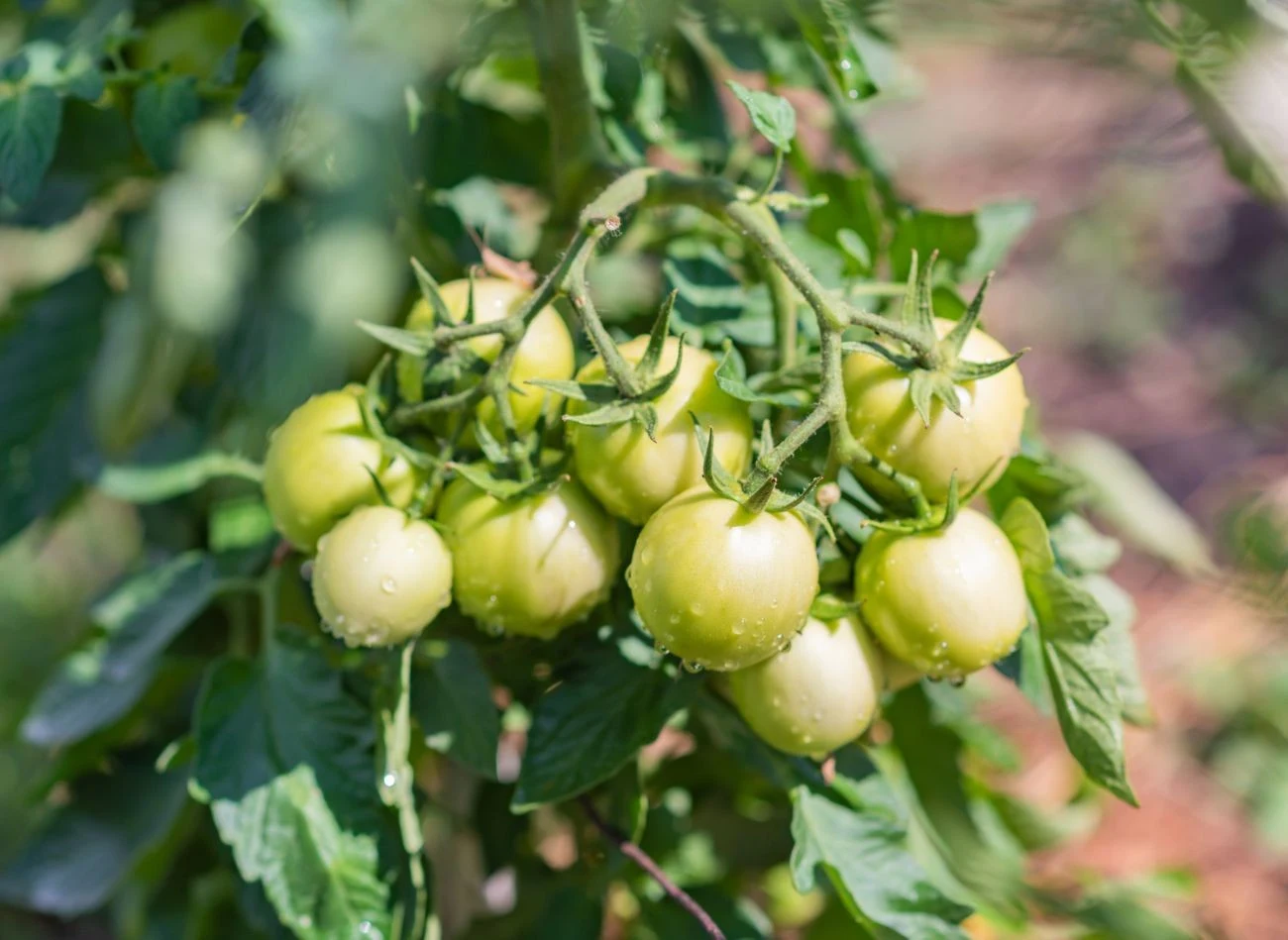Pomidory lubią też głaskanie liści, które imituje ruch powietrza. Lepiej rosną i owocują.