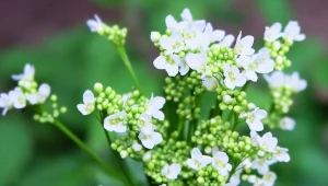 Wielu ogrodników zapomniało o tej roślinie. A to naturalny sposób na odstraszanie kretów i kleszczy. Fot. OllgaP/Canva Pro