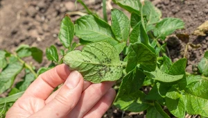 Wiosną mszyce gromadnie atakują różne gatunki roślin w ogrodzie. Jak walczyć z tymi szkodnikami?