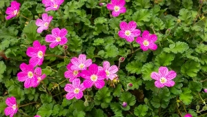 Jak uprawiać iglicę zmienną?