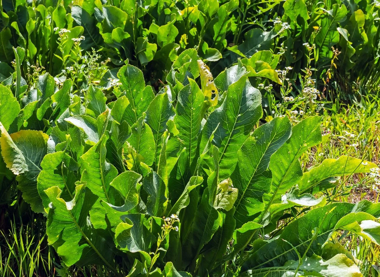 Korzeń chrzanu uwalnia izotiocyjaniany