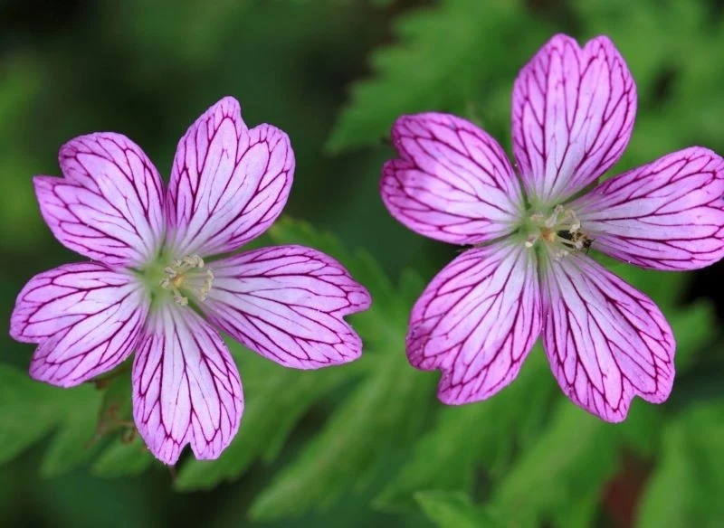 Żyłkowane kwiaty iglicy zmiennej przyciągają wzrok