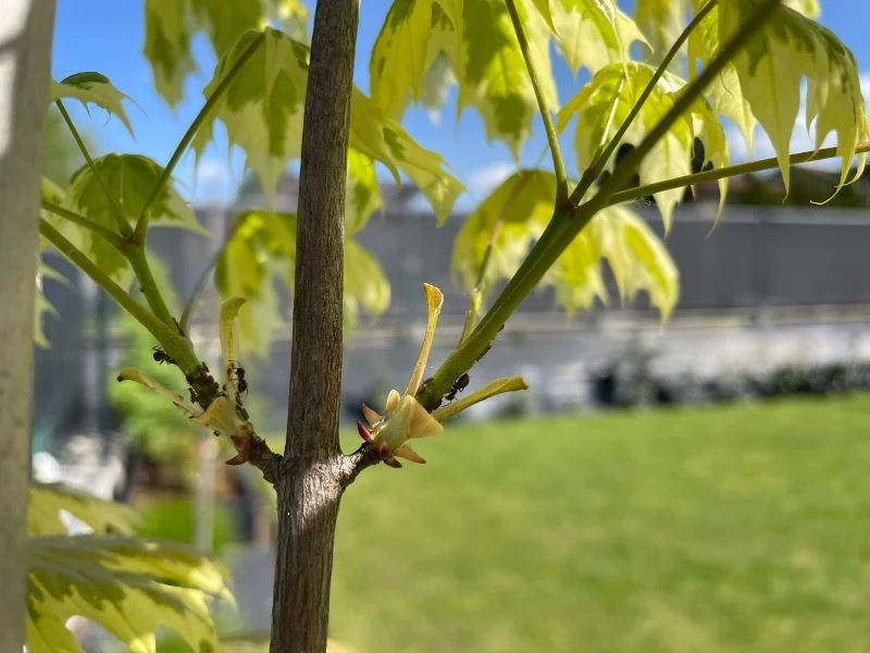 Na jakich roślinach żerują mszyce