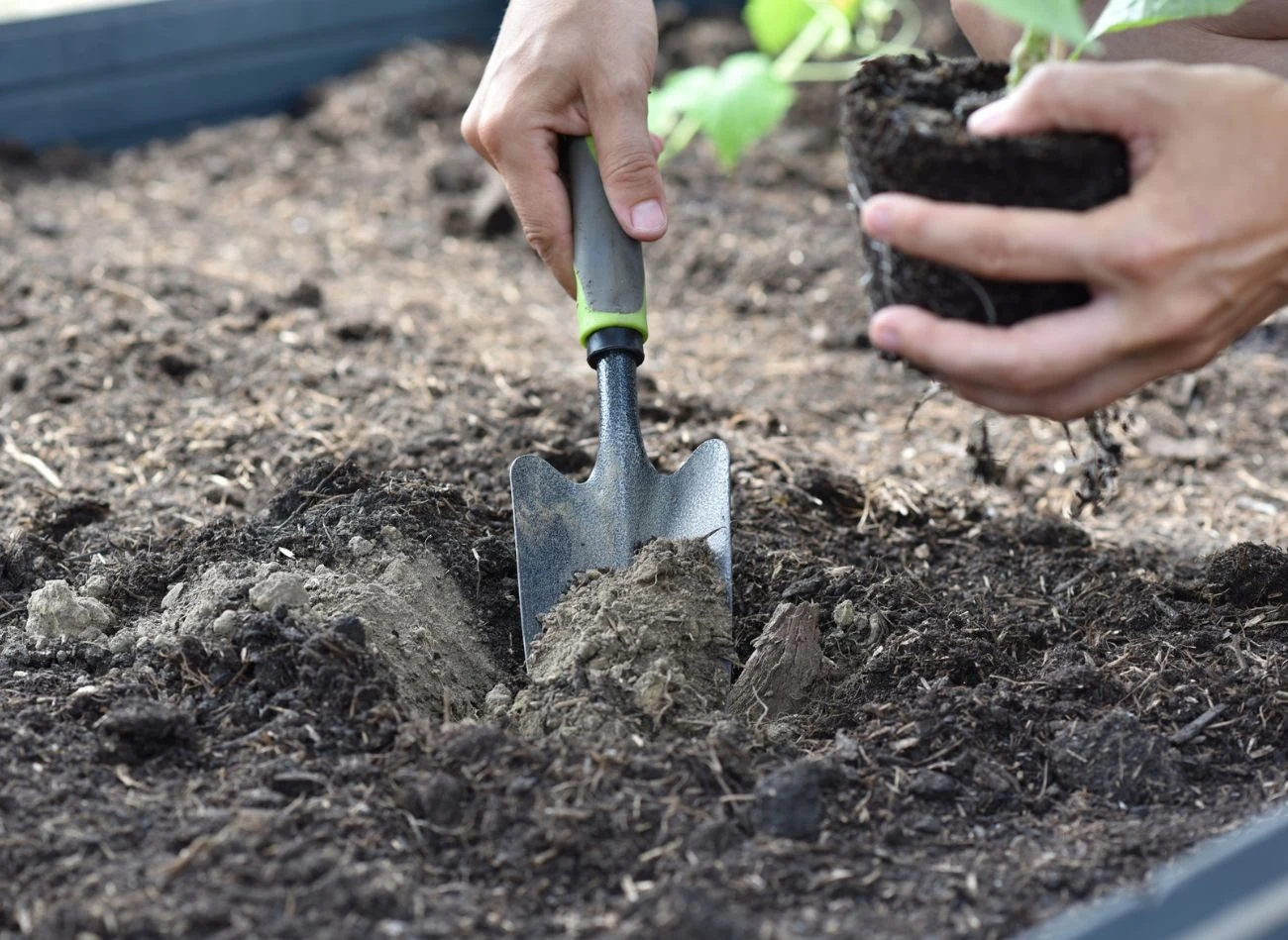 Bezpieczny czas na sadzenie pomidorów do gruntu to druga połowa maja, kiedy nie ma już ryzyka wystąpienia przymrozków.