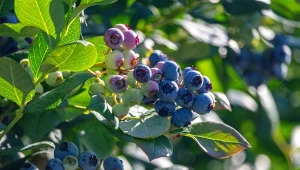 Właściwe nawożenie borówki amerykańskiej to klucz do obfitych zbiorów.