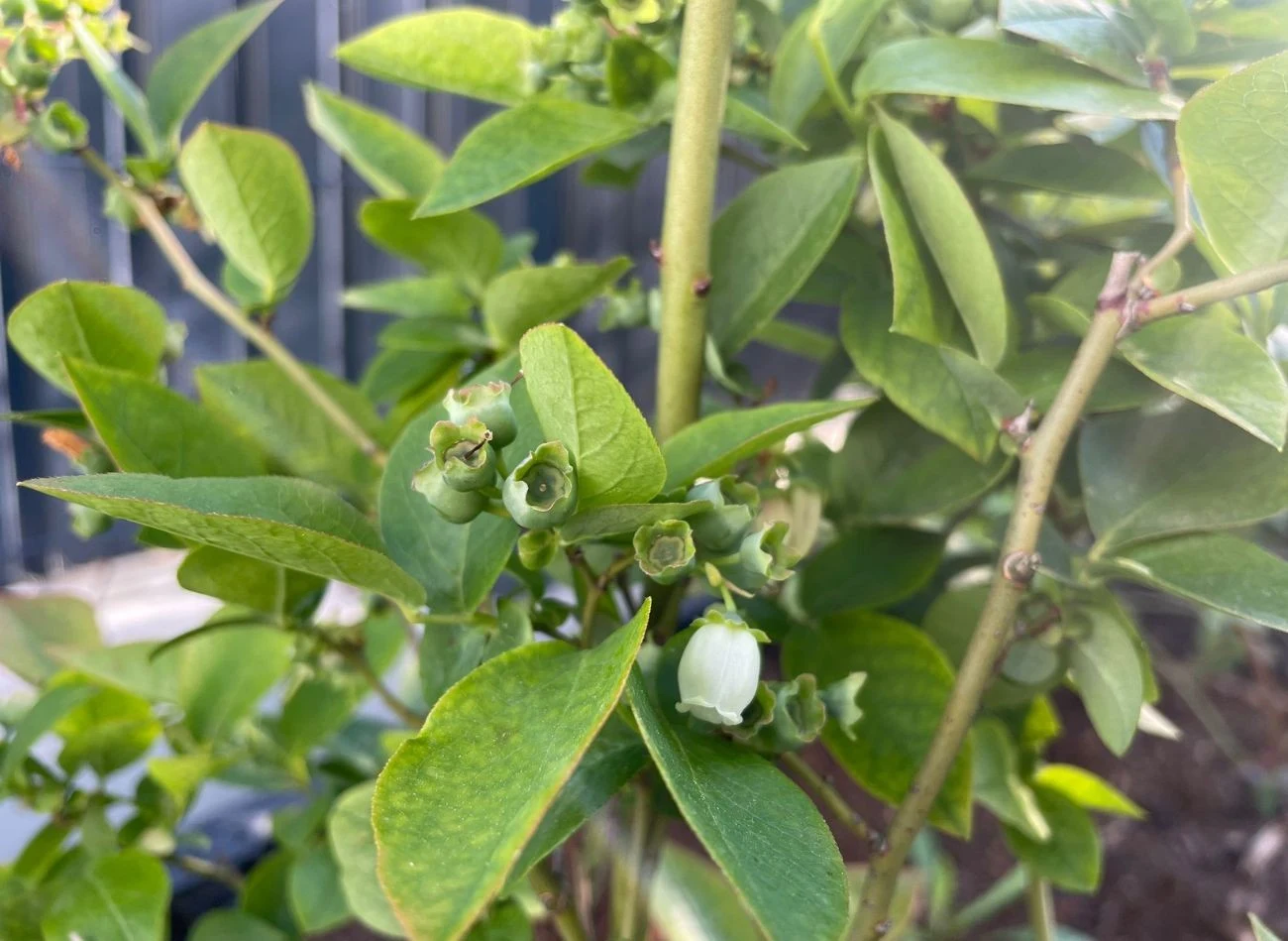 Drugi etap nawożenia borówki przypada na okres intensywnego rozwoju kwiatów i zawiązywania owoców – pomiędzy 10 a 25 maja.