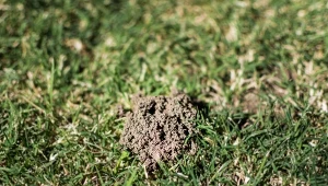 Nad korytarzami turkucia gleba może być lekko uwypuklona (tworzy delikatne wały) lub miejscami zapadnięta.