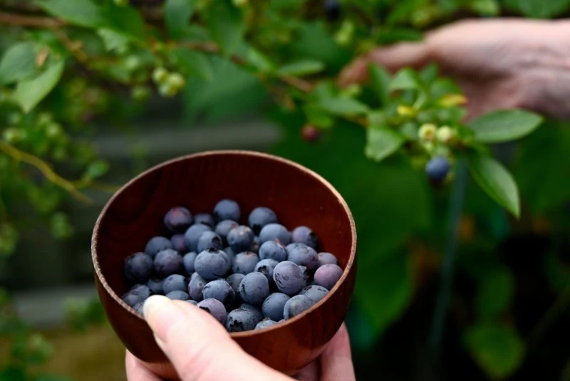 Borówka amerykańska wymaga systematycznego nawożenia. Oto czym najlepiej ją zasilać.