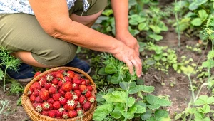 Dobre sąsiedztwo pobudzi truskawki do obfitego owocowania.