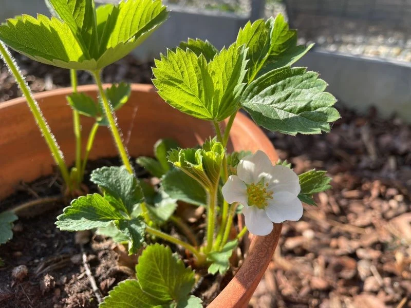 W dobrym sąsiedztwie truskawki rzadziej chorują