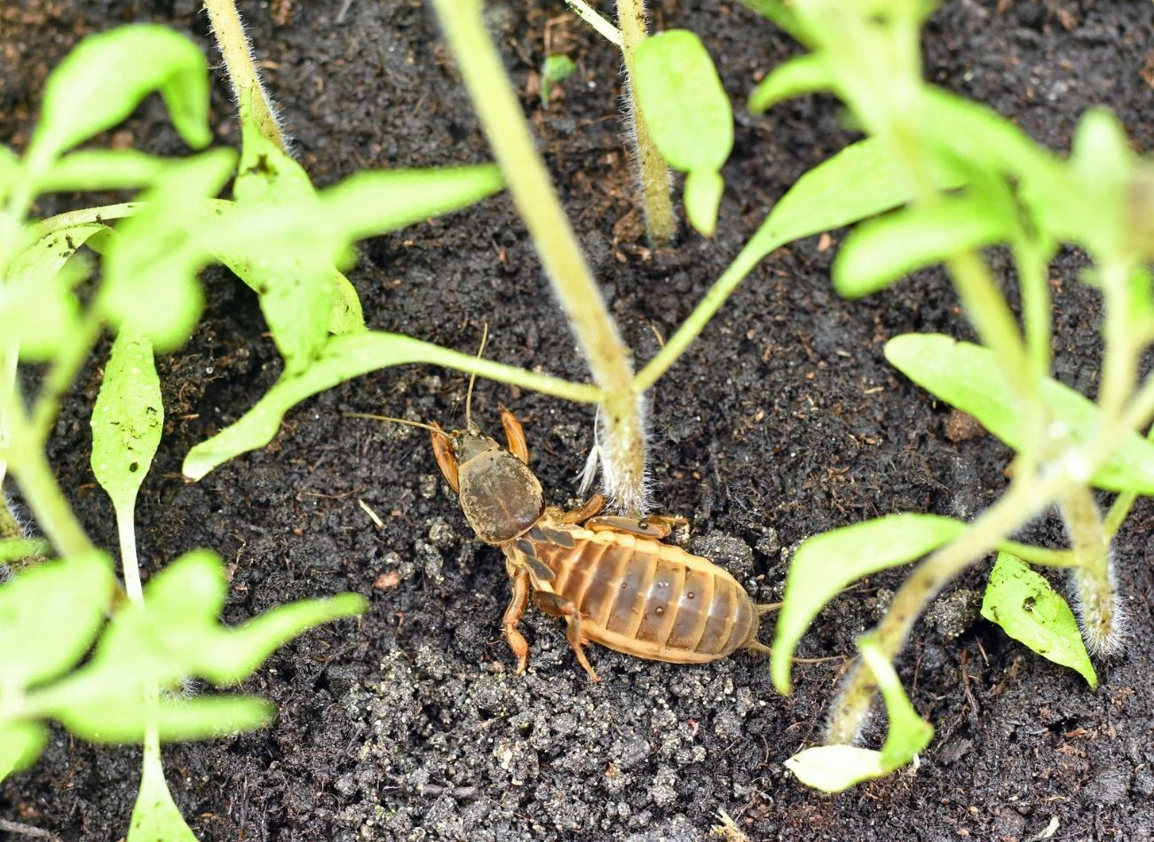 Turkuć podjadek to owad wielożerny. Zjada korzenie, bulwy, pędraki, ślimaki, drutowce oraz inne drobne bezkręgowce.