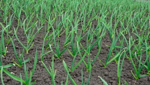 Ważne nawożenie czosnku w maju. Na duże, zdrowe główki i solidny szczypior