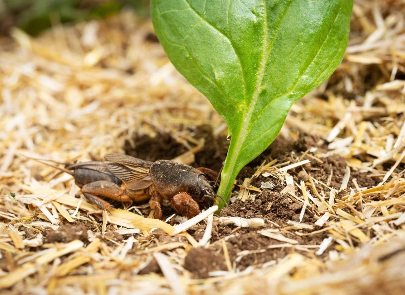Tunele, które buduje turkuć, uszkadzają systemy korzeniowe roślin