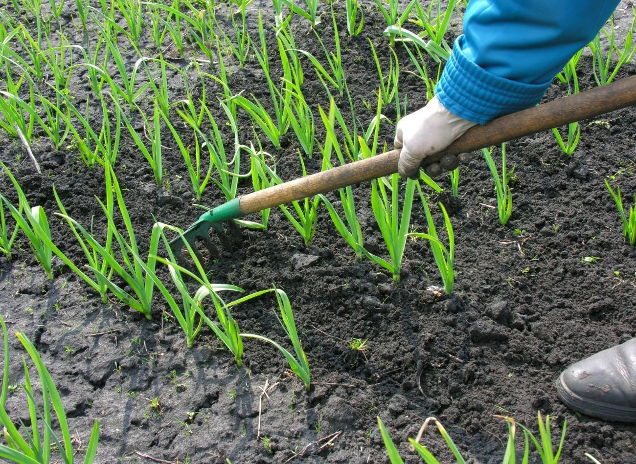 Regularne spulchnienie gleby woków czosnku sprawi, że plon będzie obfitszy.