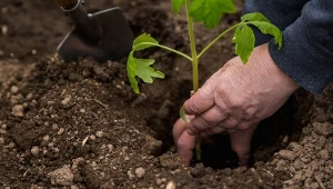 Podpowiadamy, co włożyć pod korzeń pomidora podczas sadzenia.