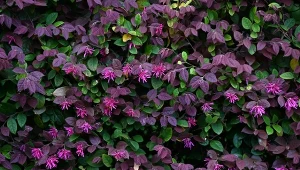 Loropetalum chińskie zachwyca liśćmi i kwiatami w pięknych kolorach, a także niewielkimi wymaganiami.