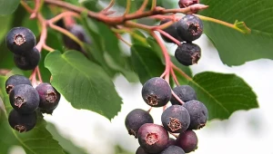 Świdośliwa to prosty w uprawie krzew owocowy, który nie jest jeszcze tak popularny jak borówka amerykańska.