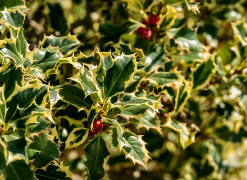 Ostrokrzew kolczasty 'Argentea Marginata' wygląda atrakcyjnie o każdej porze roku
