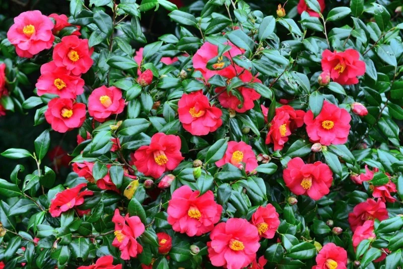 Kamelia najlepiej rozwija się na stanowisku z rozproszonym światłem – idealna będzie wschodnia lub północna ekspozycja. Fot magicflute002