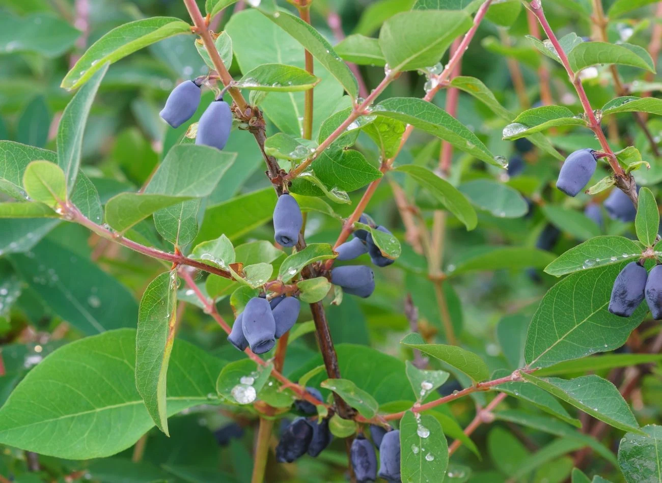 Owoce jagody kamczackiej wykazują właściwości przeciwzapalne, przeciwbakteryjne, a także mogą wspierać pracę mózgu i poprawiać wzrok.