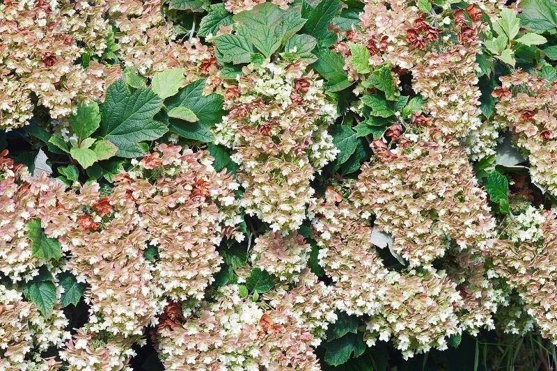 Hortensja dębolistna (Hydrangea quercifolia) zachwyca nie tylko kwiatami, ale również liśćmi