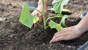 Przygotowanie gleby pod uprawę ogórków. Jaka ziemia jest najlepsza?