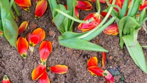 Podpowiadamy, jak pielęgnować tulipany po przekwitnięciu.