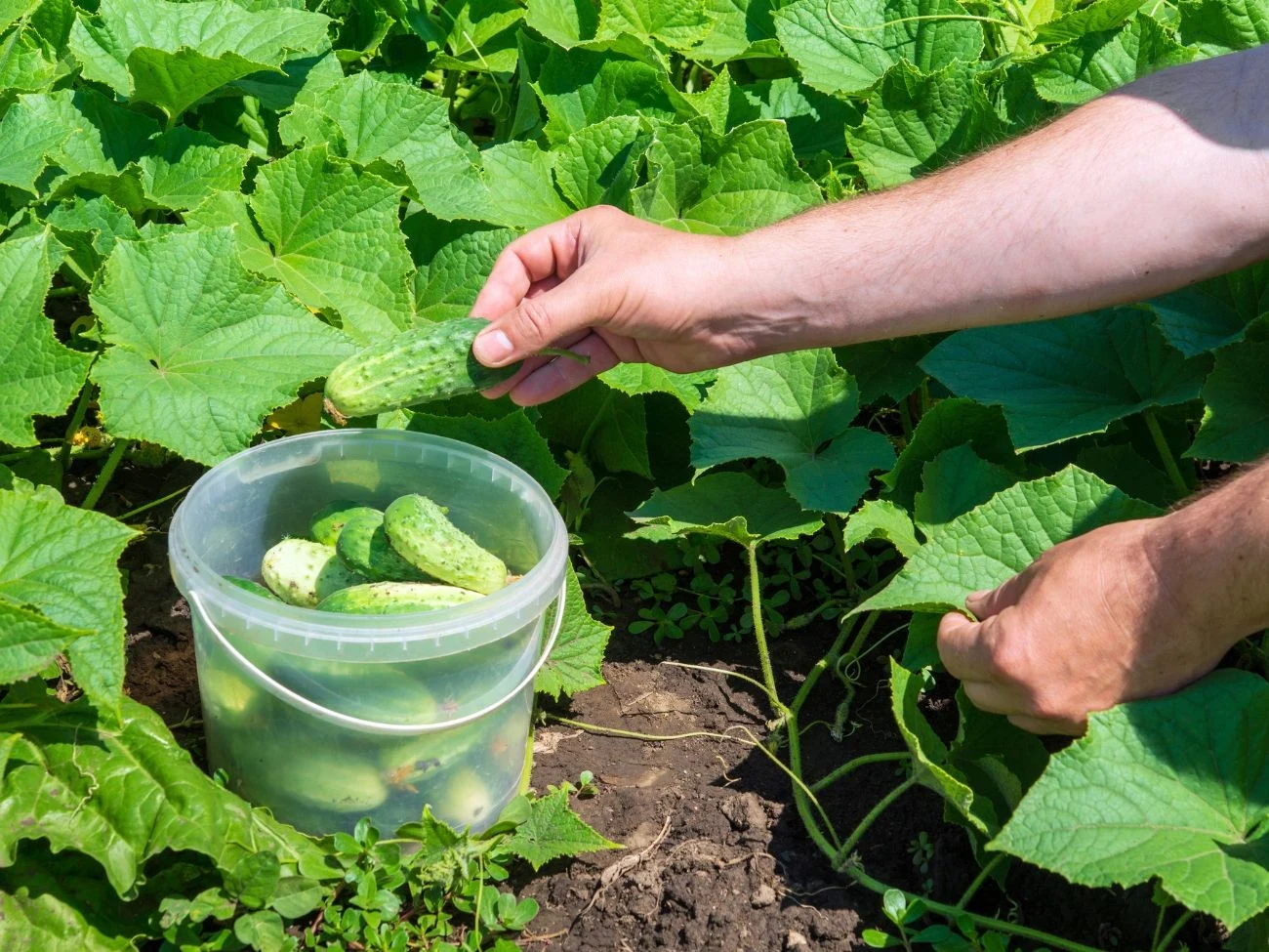 Ogórki wymagają systematycznego dostarczania substancji odżywczych