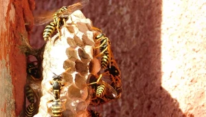 Osy często budują swoje gniazda pod okapami dachów, w budynkach gospodarczych, a nawet w ziemi.